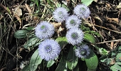 25 Settebello di Globularia.